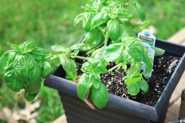 Basil in pot